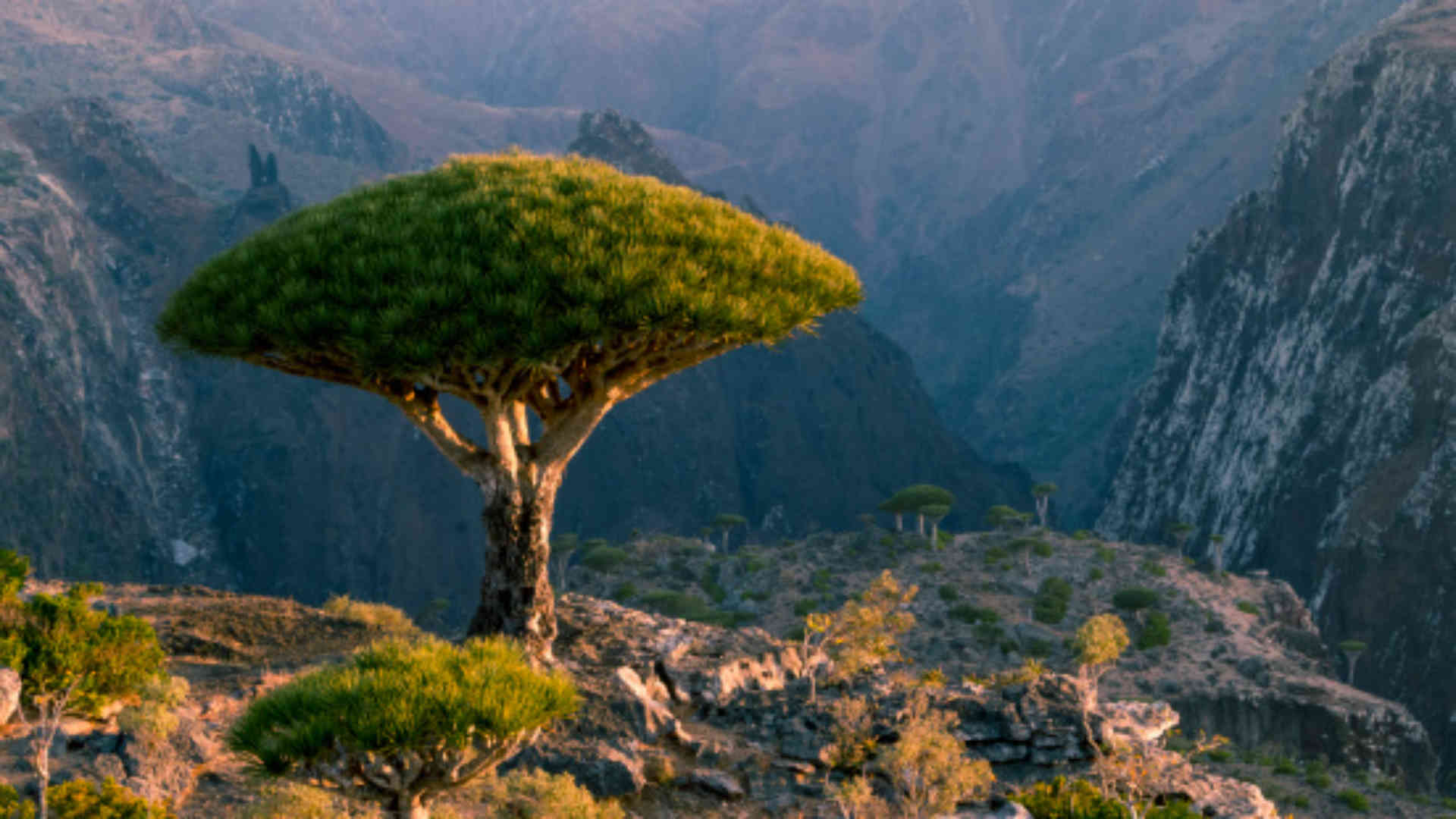 1920x1080 Has the UAE colonised Yemen's Socotra island paradise?