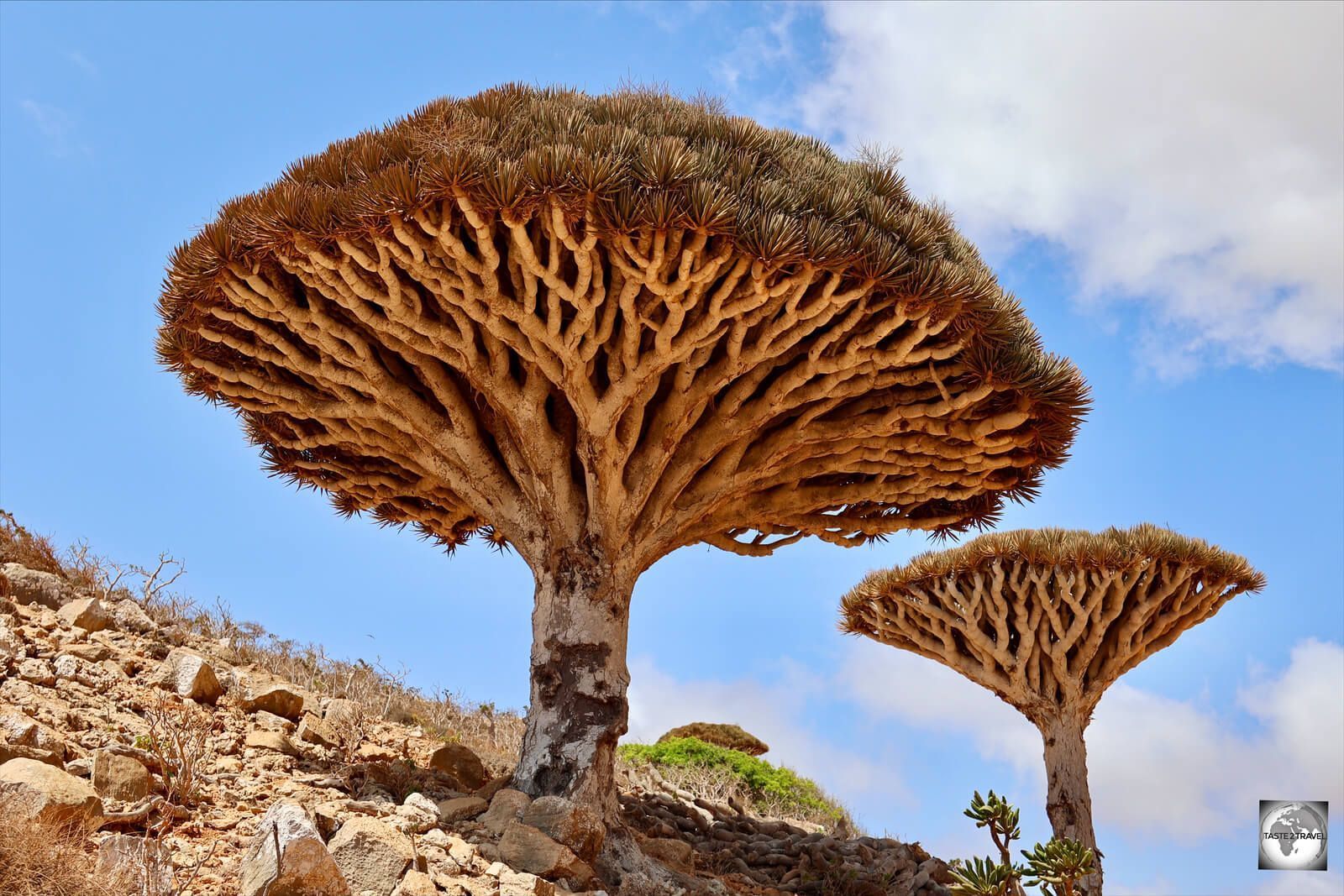 1600x1067 Socotra Travel Guide Socotra Travel Guide!