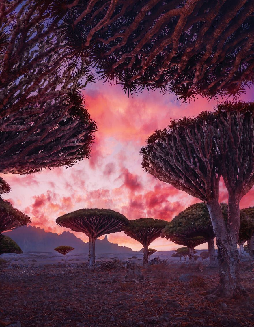 880x1133 Russian Photographer Kristina Makeeva Explored Socotra Island A Place Unlike Anywhere