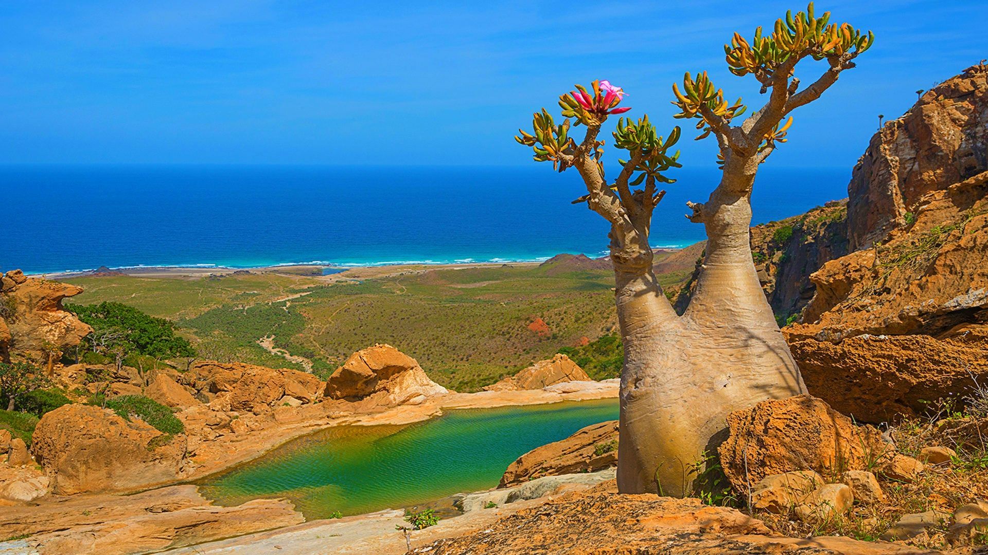1920x1080 Socotra Magical Island Unusual Flora And Fauna Blooming Tree For Your XFCE Desktop