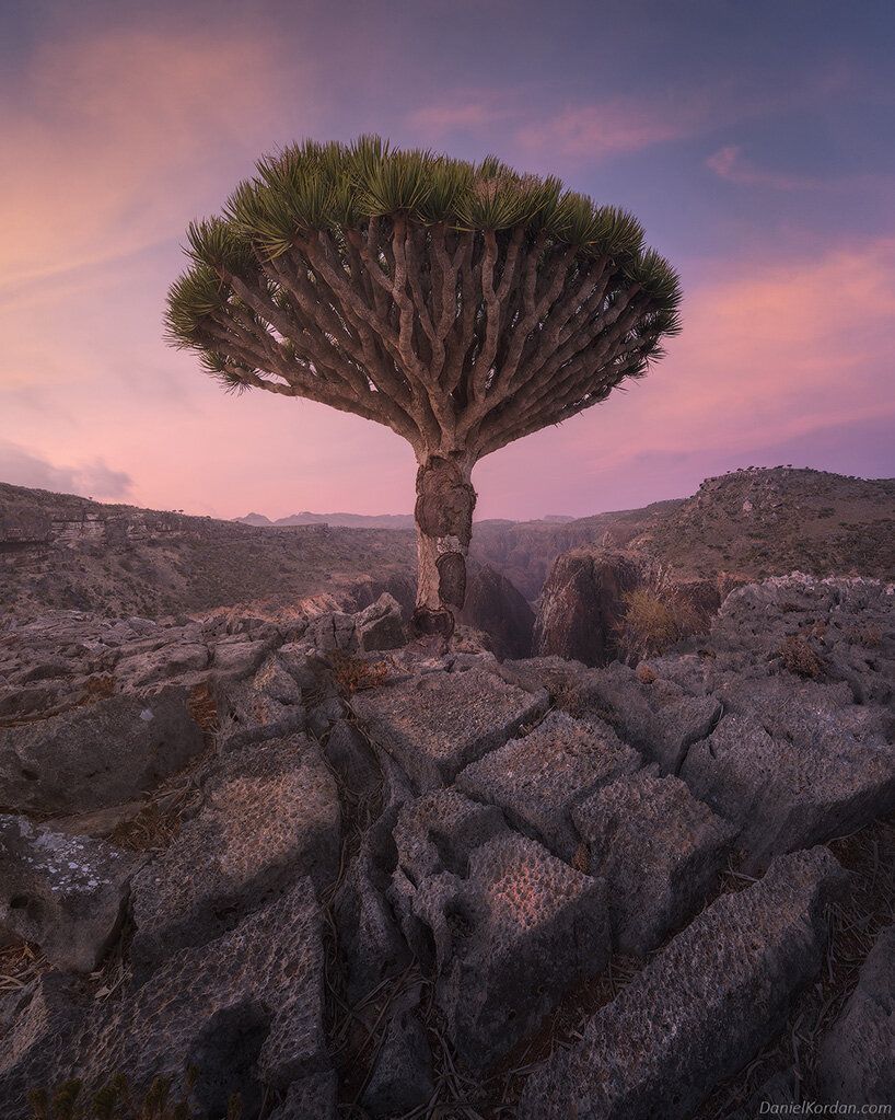 818x1023 daniel kordan captures the peculiar dragon blood trees at yemen's socotra islands