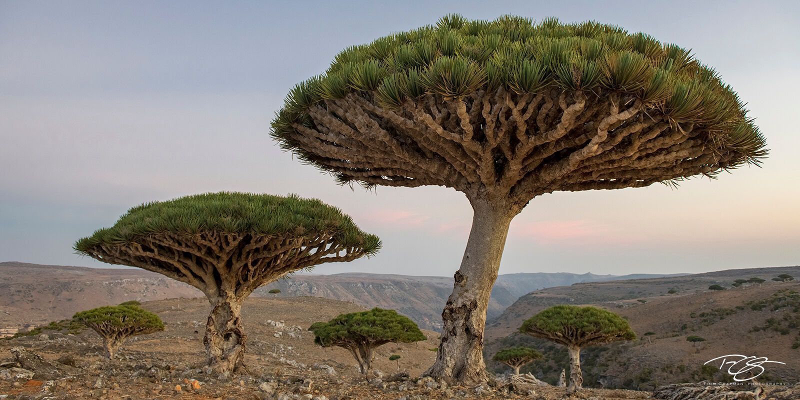 1600x800 Magic Mushrooms. Socotra, Yemen. Timm Chapman Photography