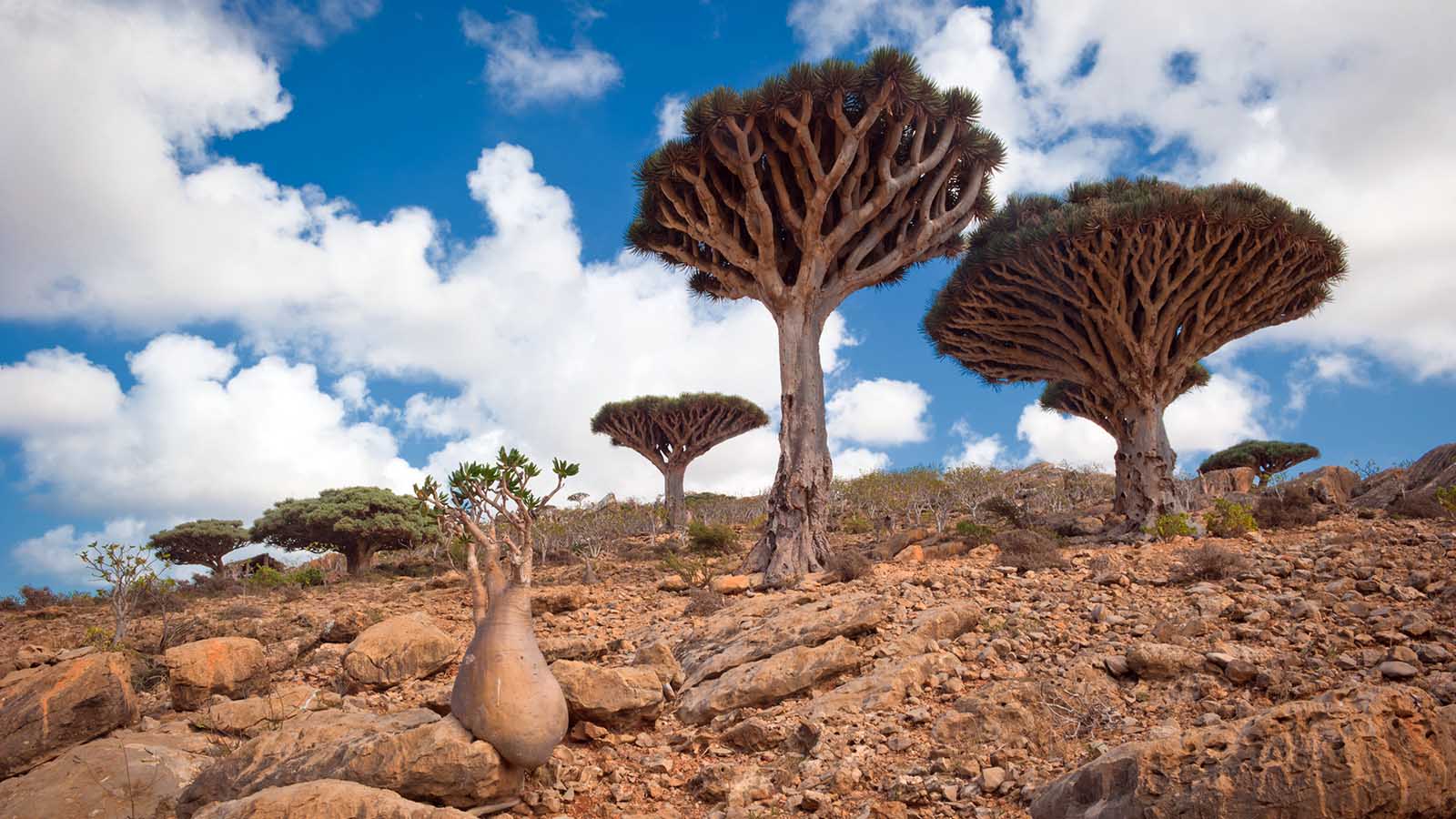 1600x900 Why Socotra Is Known as the 'Galapagos of the Indian Ocean'
