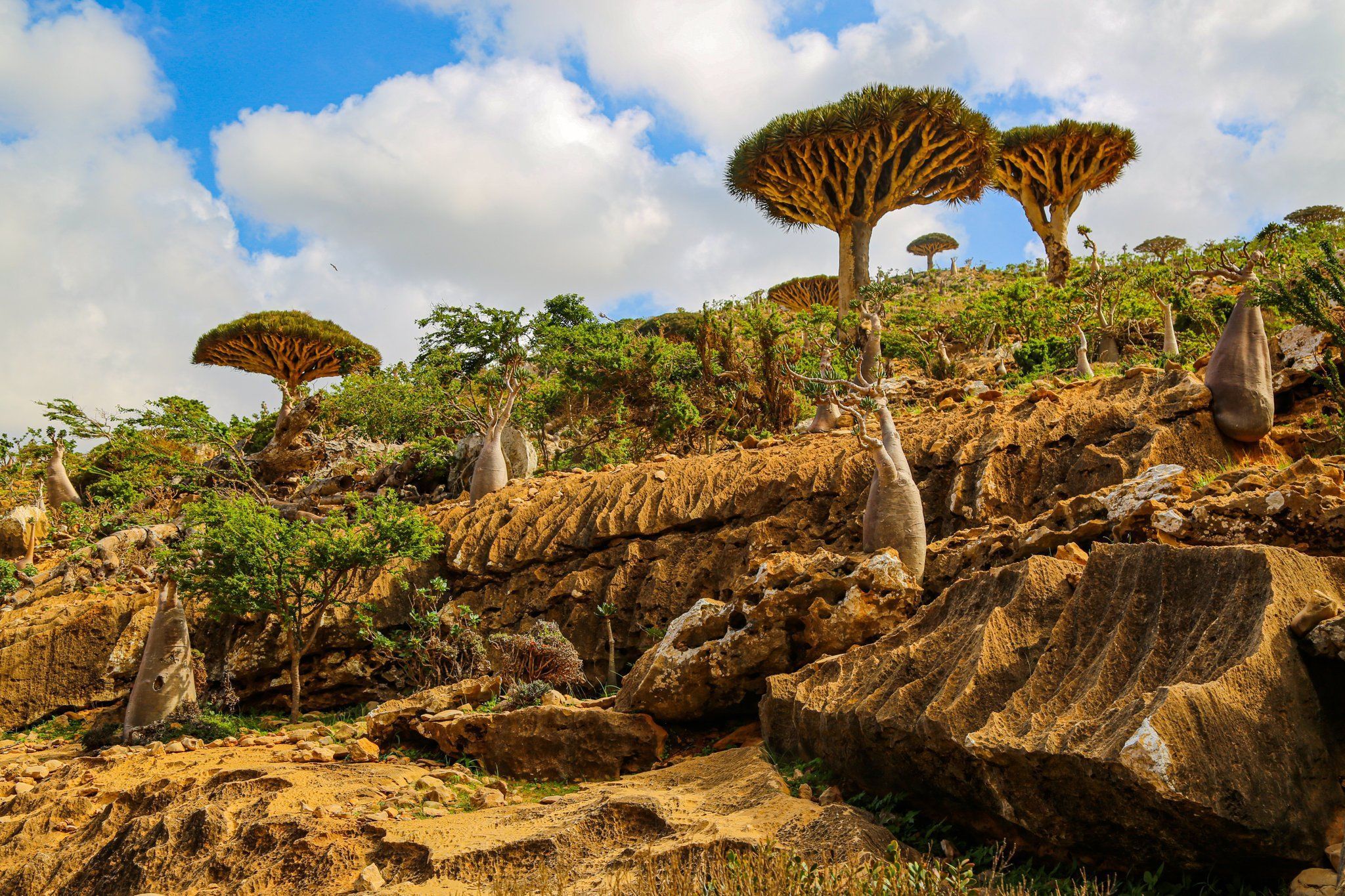 2048x1365 Jenan Moussa on X: 2/ Socotra is located between Yemen & Somalia. Because it's so remote, time seems to have stood still. Outside largest town Hadibu, there is no electricity, no hotels