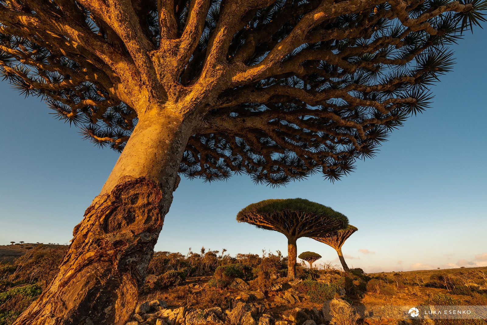 1600x1068 Socotra Island Photo & Travel Guide • Luka Esenko