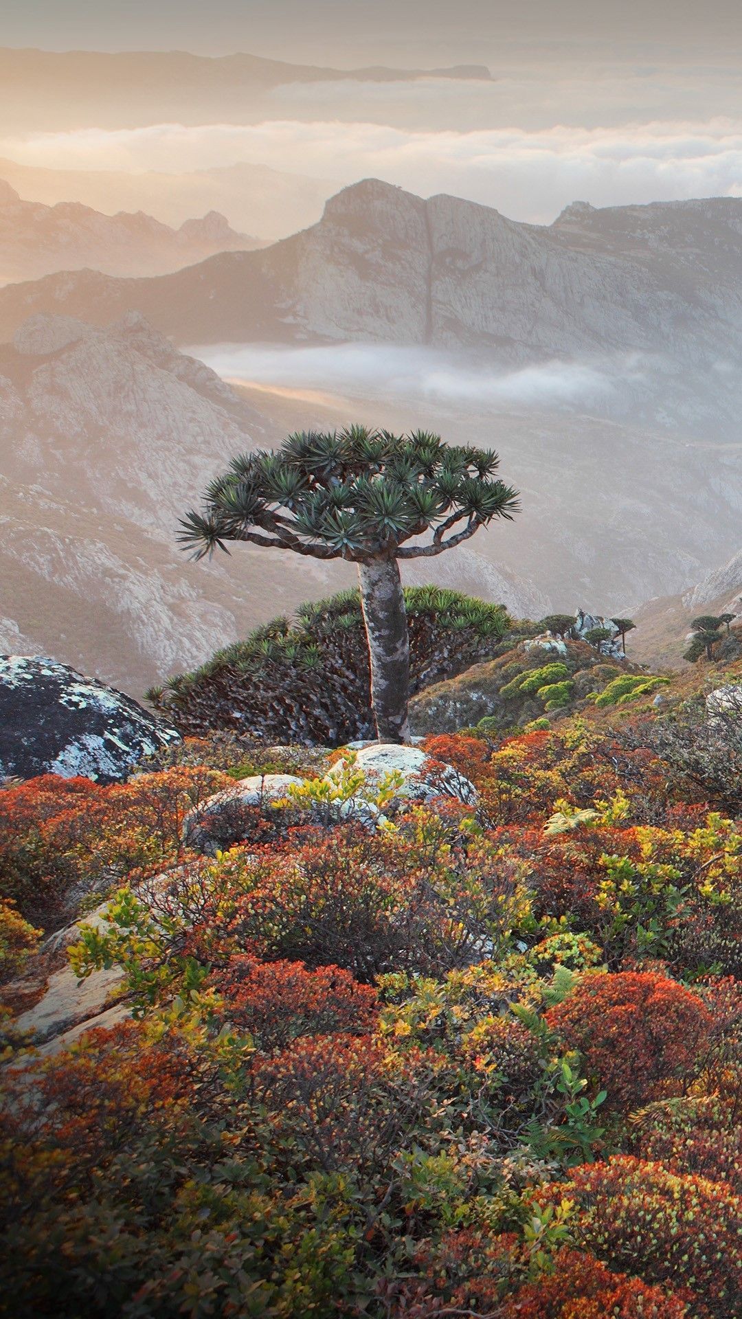 1080x1920 Dragon trees (dracaena cinnabari) in Socotra (Soqotra) highlands, Yemen. Windows Spotlight Image