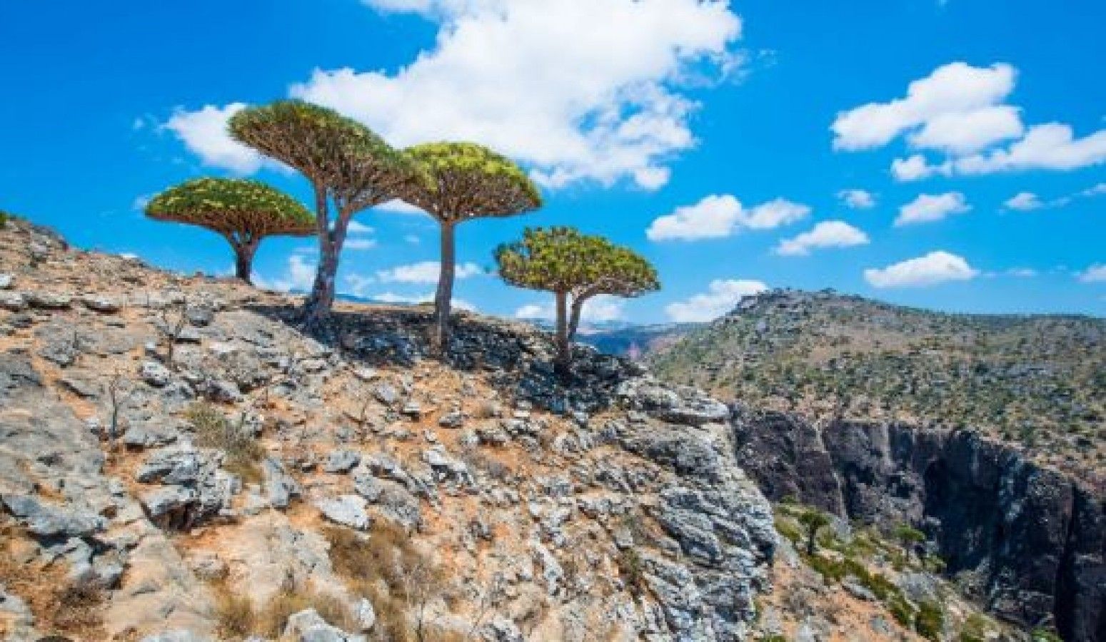 1549x900 Socotra Island: Nature's Alien Landscape. NewsTrack English 1