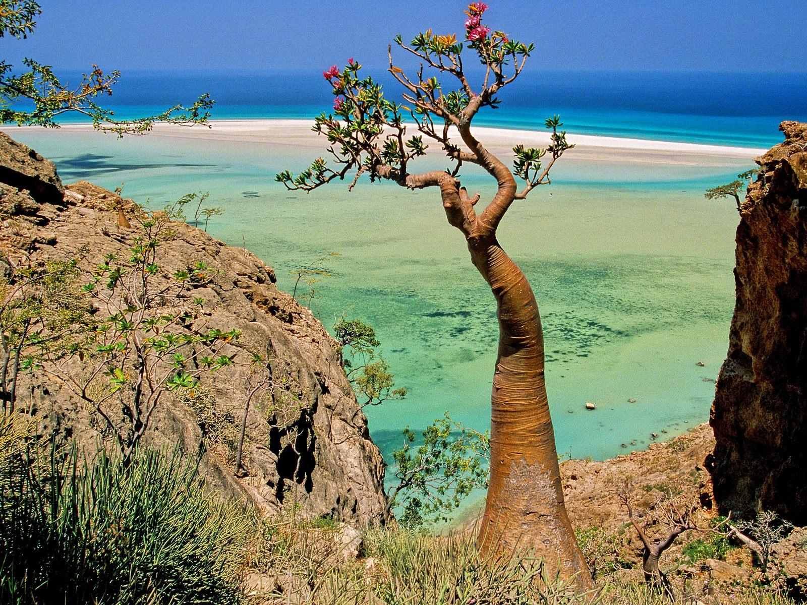 1600x1200 Socotra: An Alien Landscape On Earth • Lazer Horse