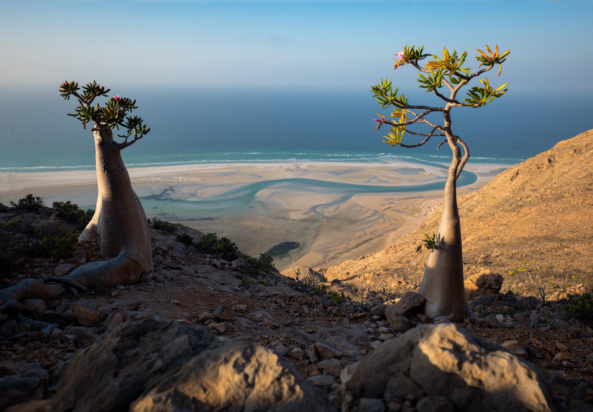 1920x1337 Socotrian bottle trees and a lagoon [1920x OC, Yemen Socotra Island]