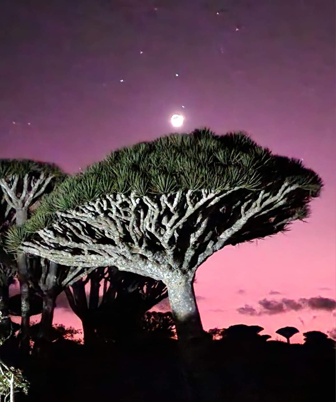 1080x1290 Socotra. Dare, Dream, Discover