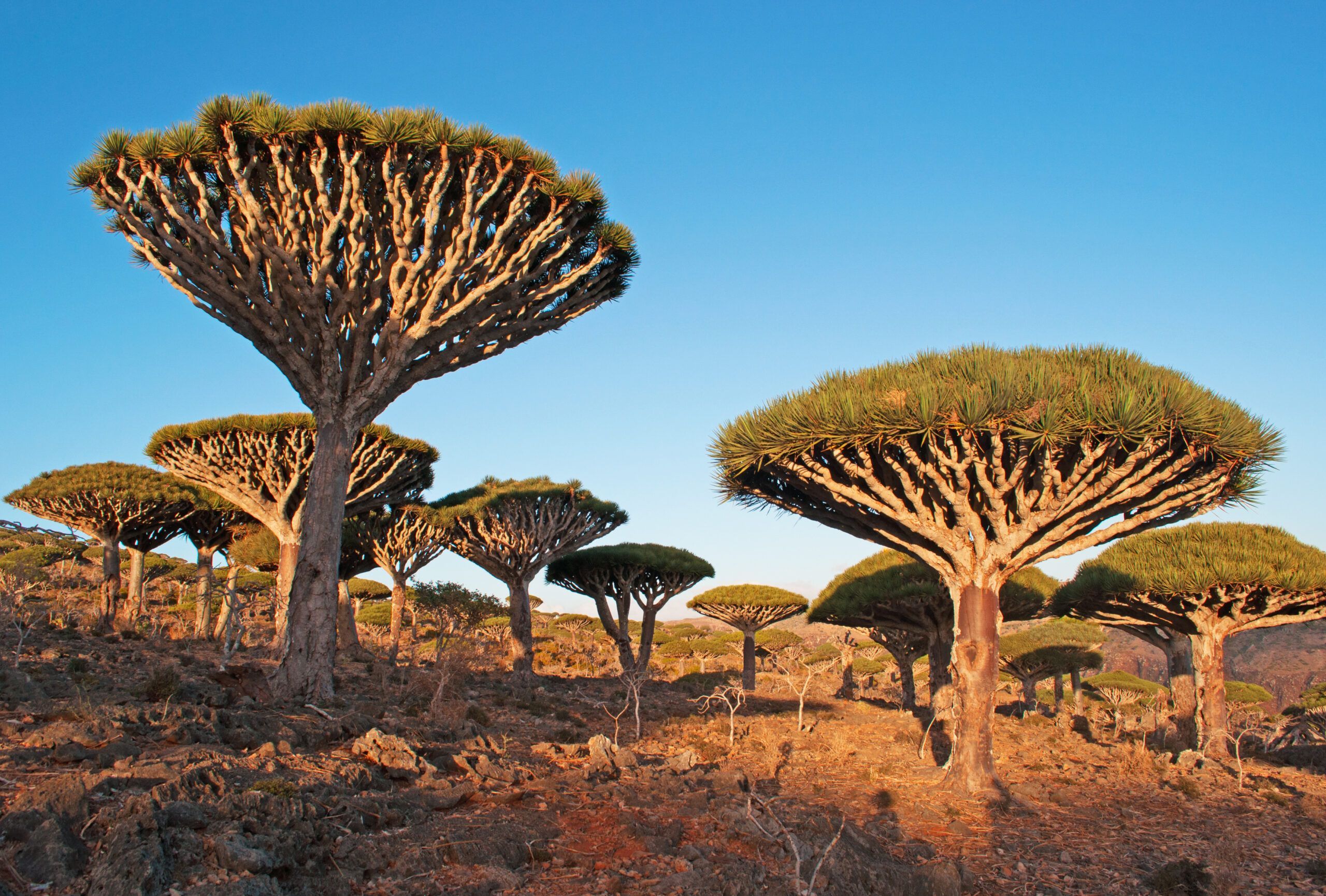 2560x1731 Socotra, Yemen