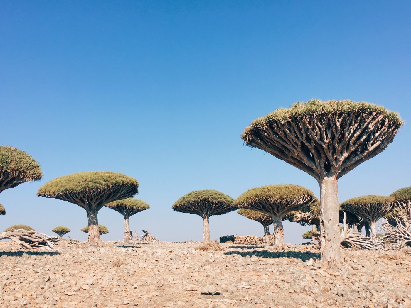 1400x1050 Visiting Socotra, Yemen; My 1st Experience & How I Did It