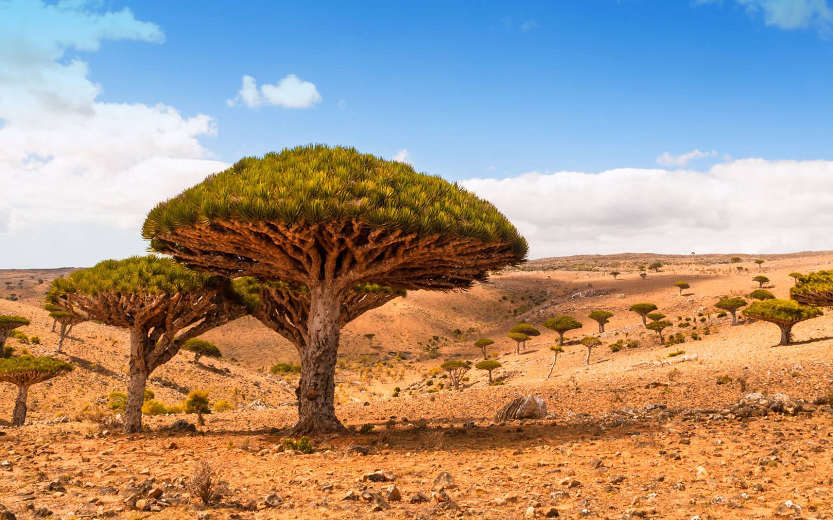1680x1050 Dicksam Plateau Socotra Island Yemen Dragon Trees Desert Landscape Desktop Wallpaper HD 1920x1080 :