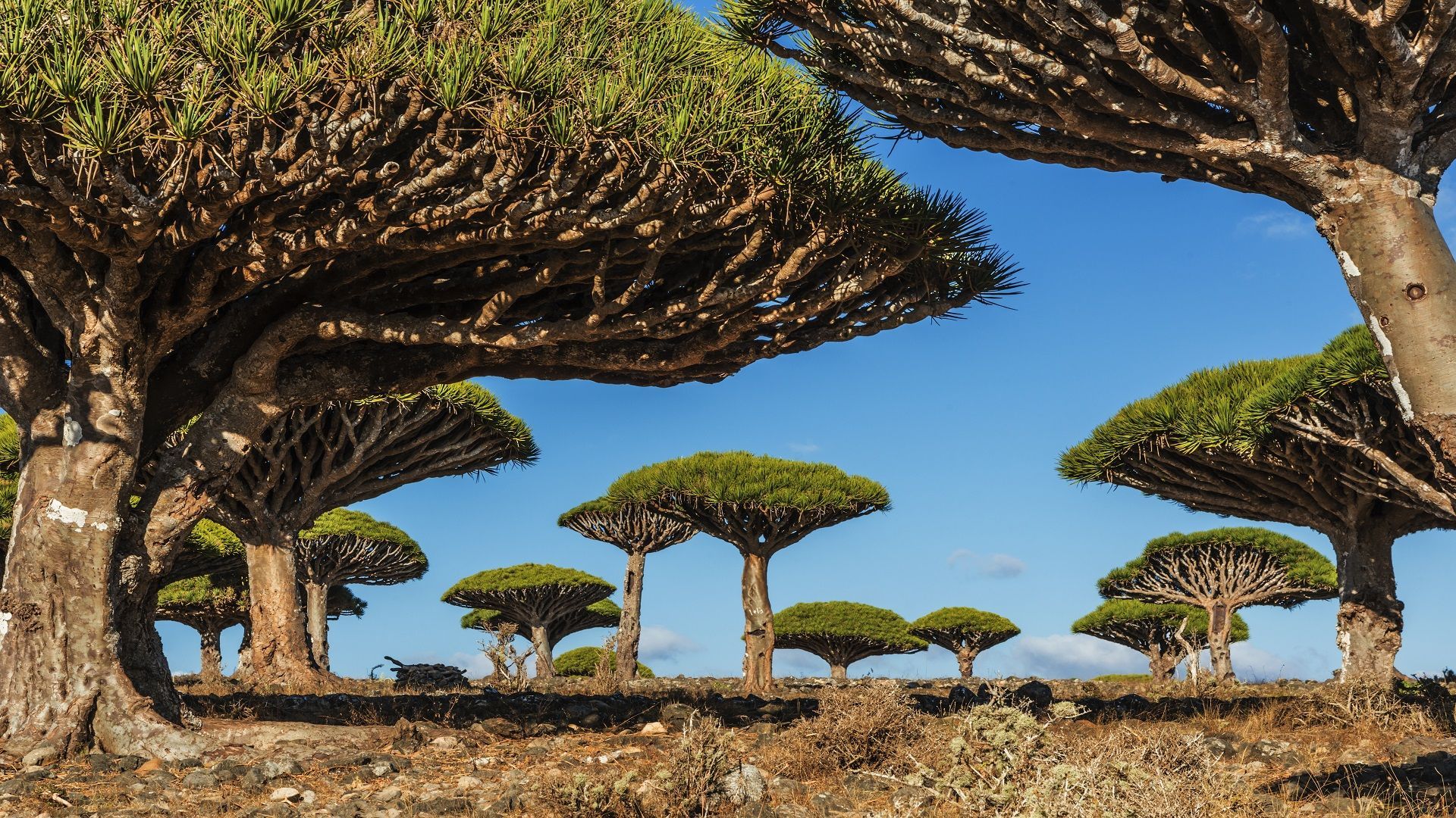 1920x1080 Socotra Archipelago
