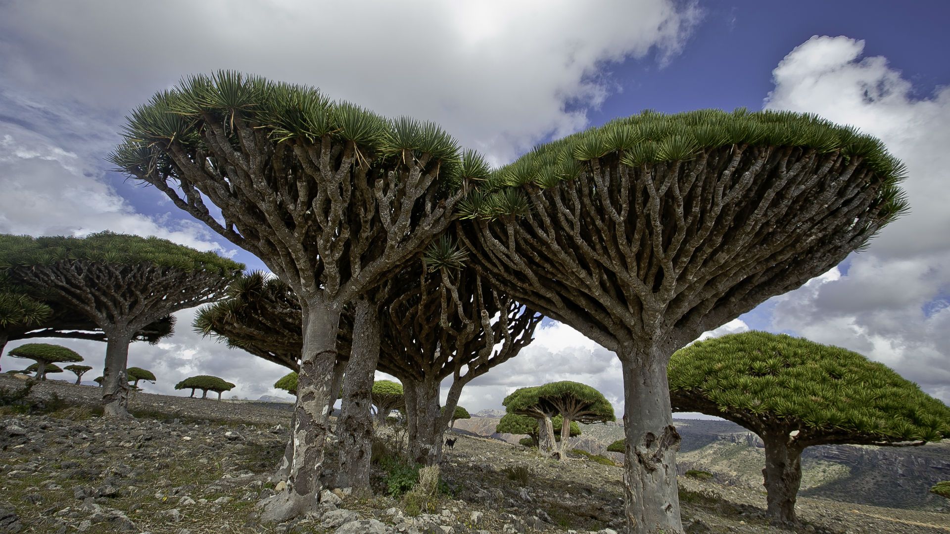 1920x1080 UAE build 'Zayed residential city' on Yemen's Socotra island