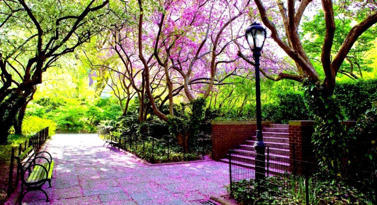 1284x698 Nature Scenery Benches Green Avenue HD Wallpaper Desktop
