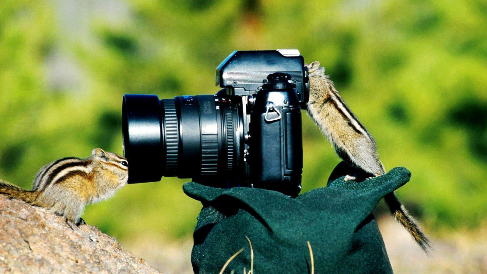 1600x900 Funny Animal Background