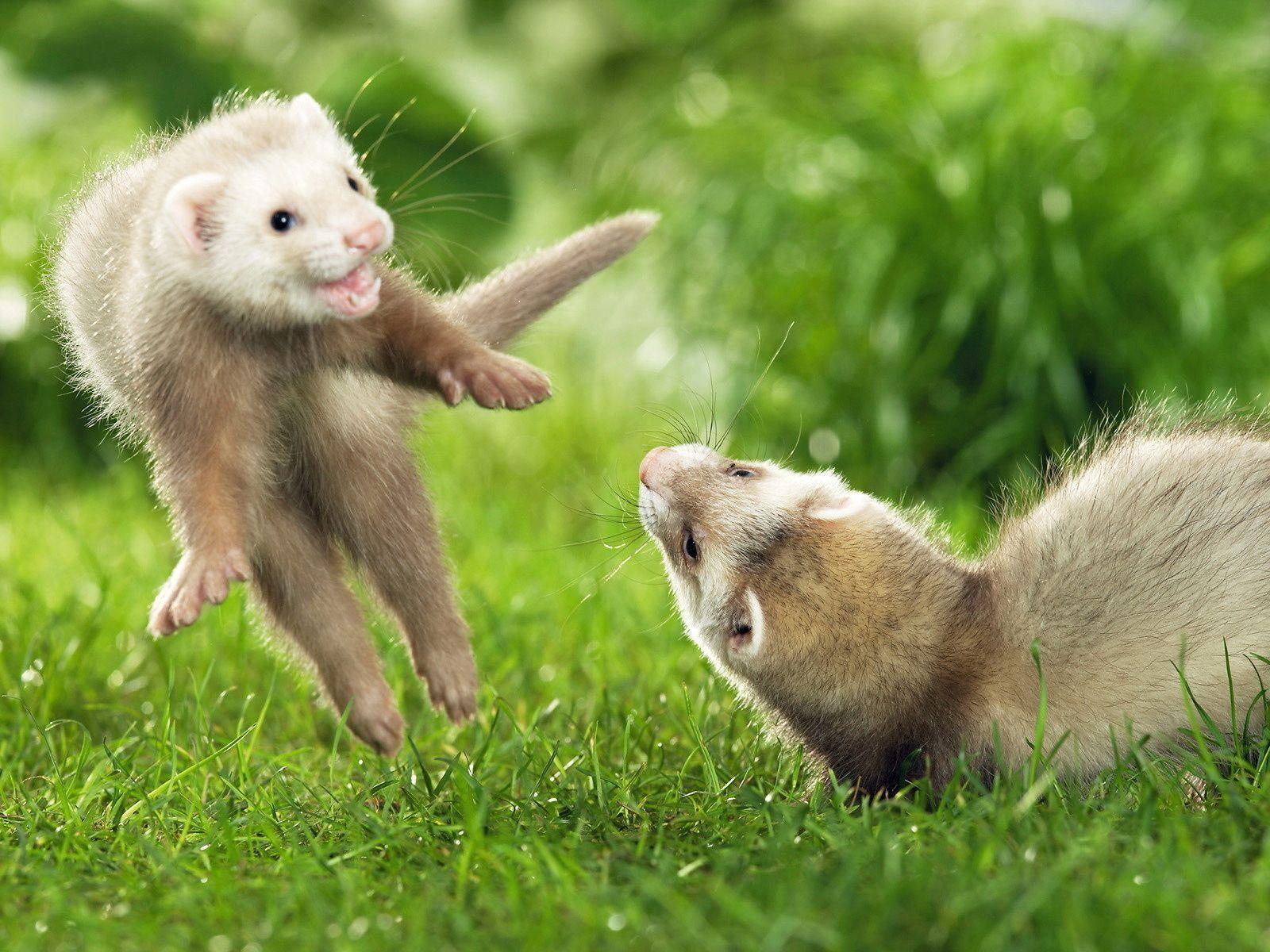 1600x1200 animals. wallpaper ferret, animal, animals desktop. HD