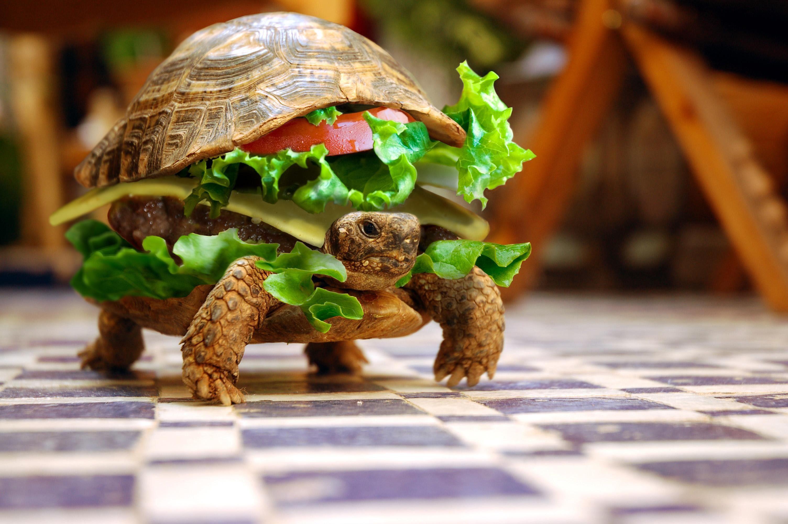 3008x2000 Funny Animal Background