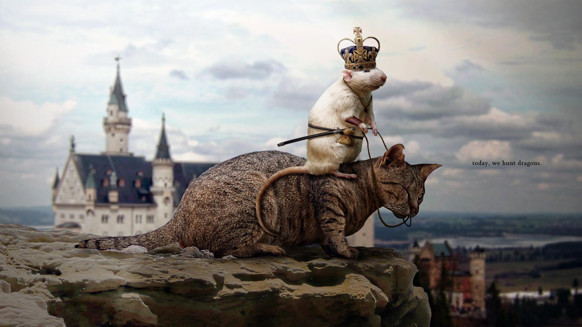 1920x1080 funny animal computer wallpaper