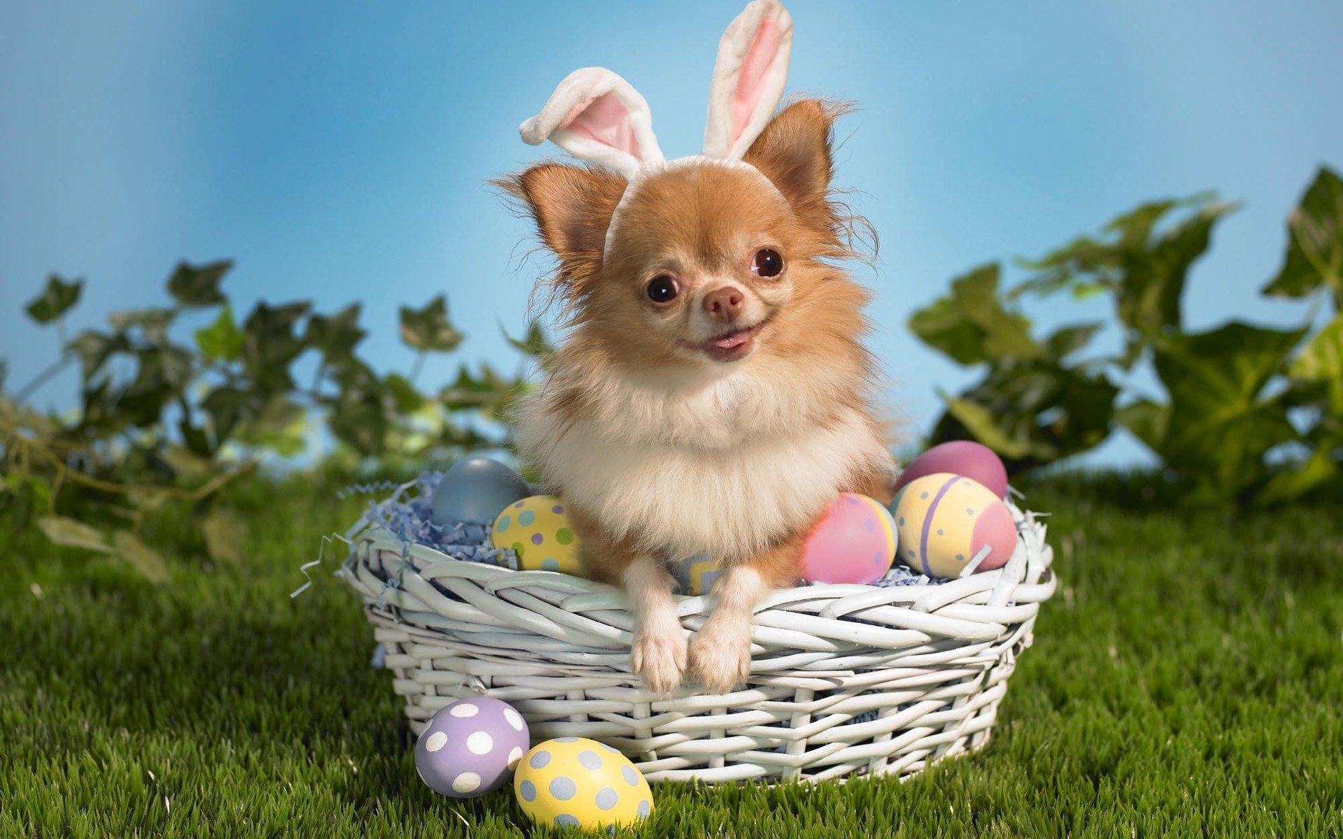 1920x1200 Funny Animal Desktop Background. HD Funny Animals