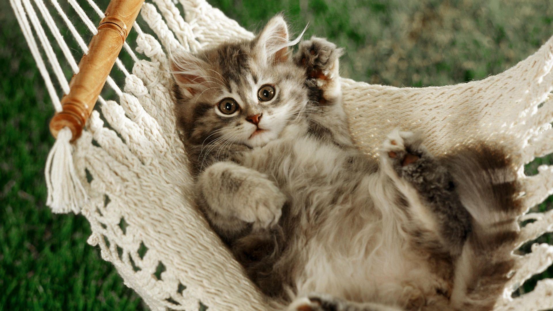 1920x1080 Fresh Funny Animals Desktop Wallpaper Amazing Collection