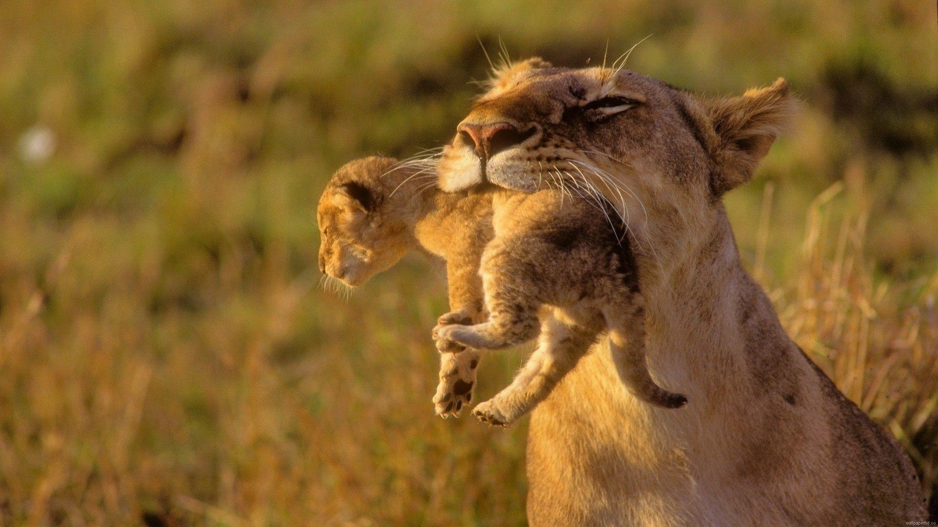 1920x1080 Wallpaper of Animals