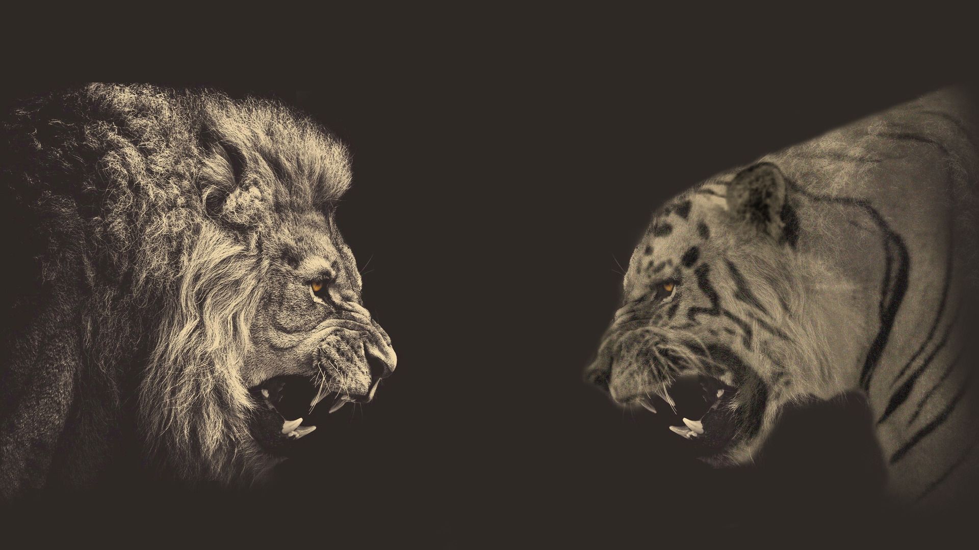 1920x1080 Lion Vs Tiger Wallpaper