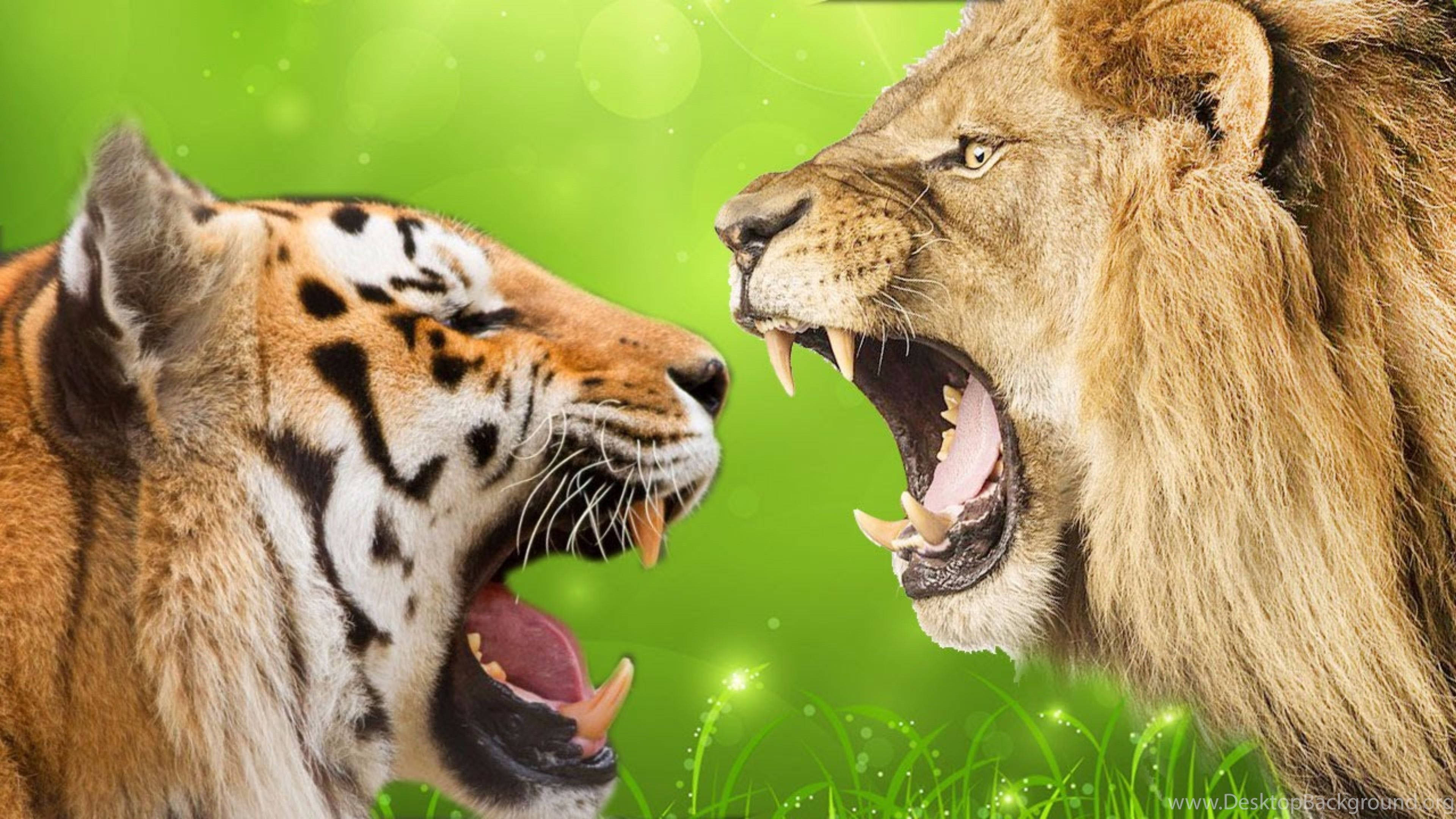 3840x2160 Roaring Lion And Tiger Wallpaper