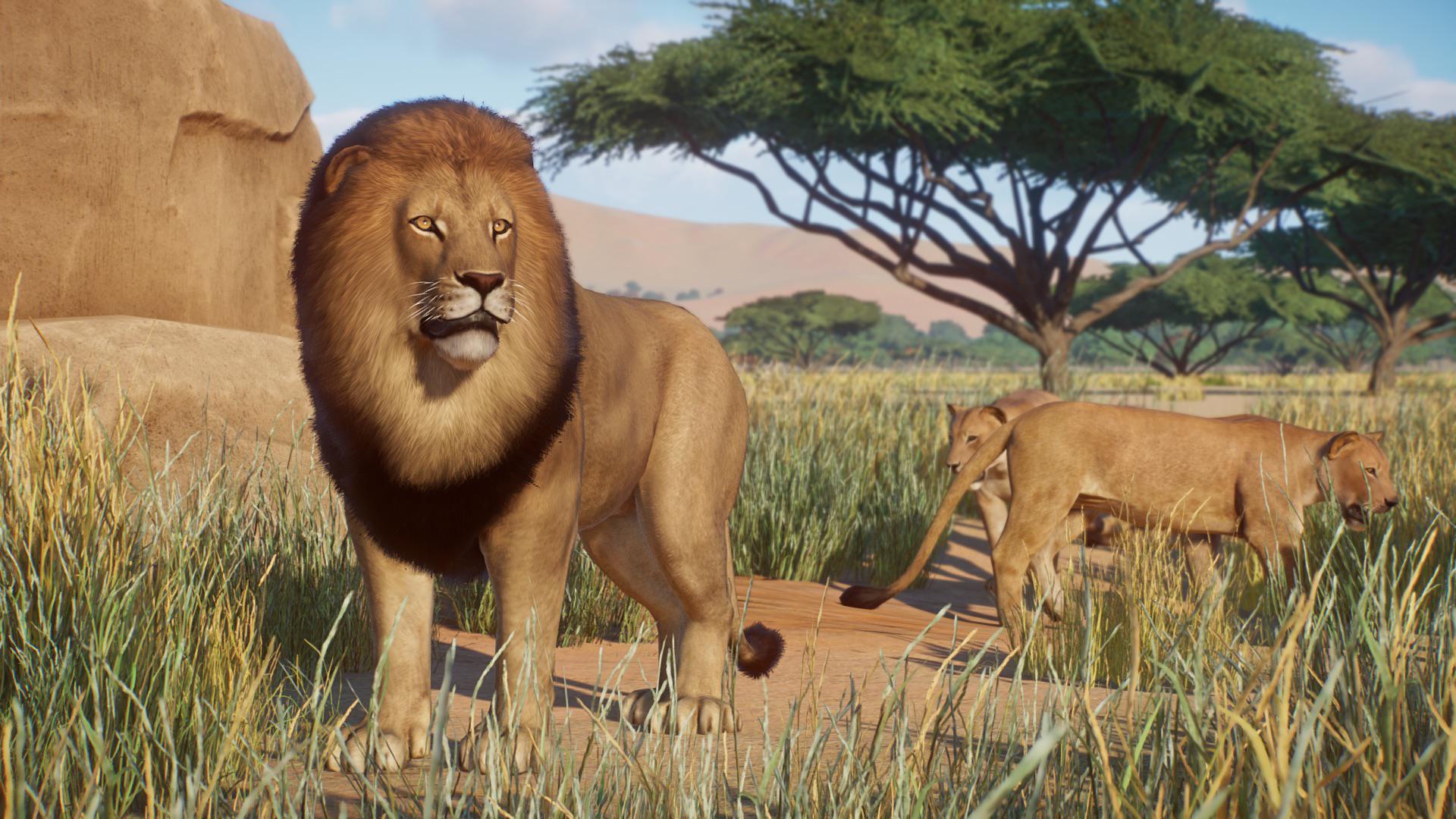 1920x1080 Lion VS Tiger: which one is your