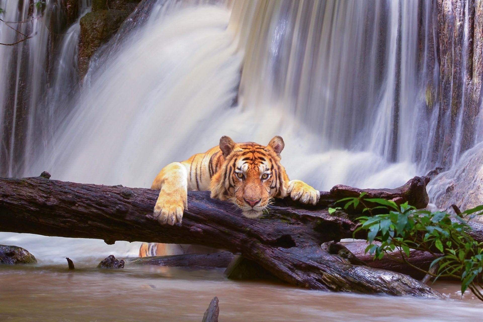 1920x1280 My Wild Cats Lion & Tiger HD Wallpaper