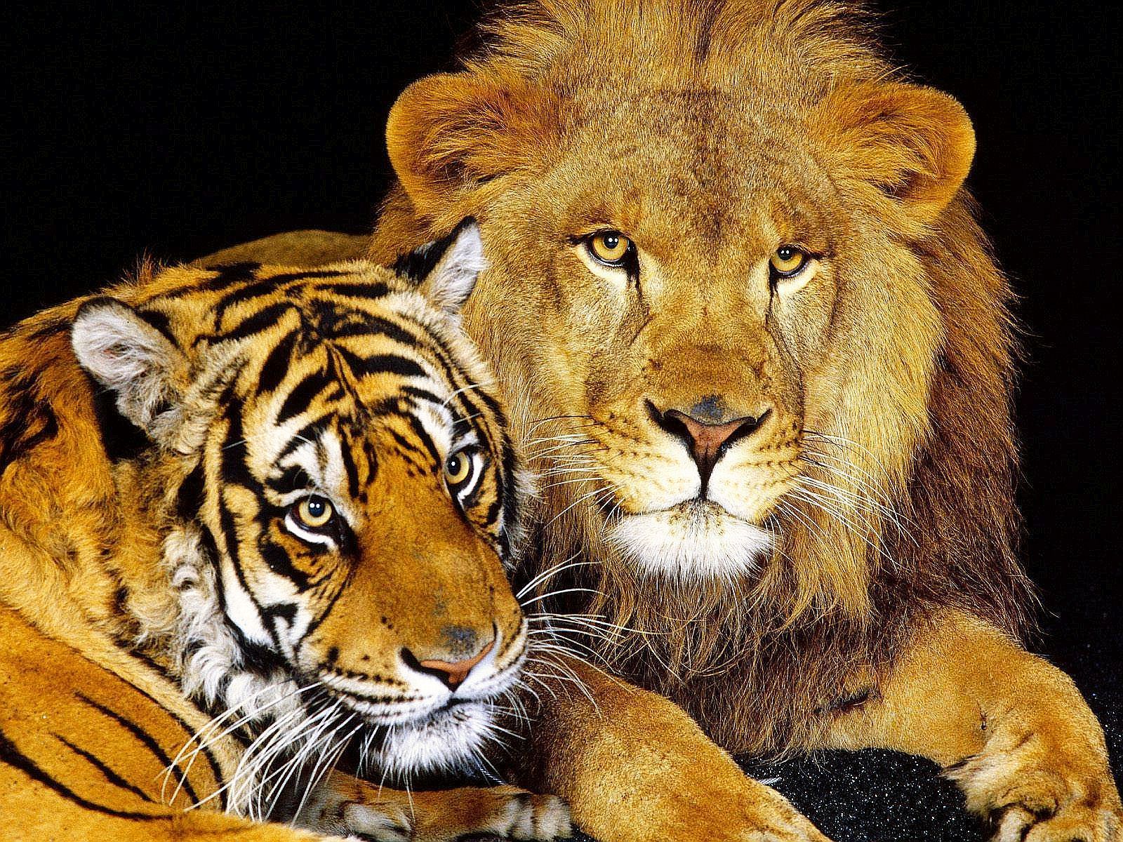 1600x1200 Lion and Tiger. Tiger image, Animal