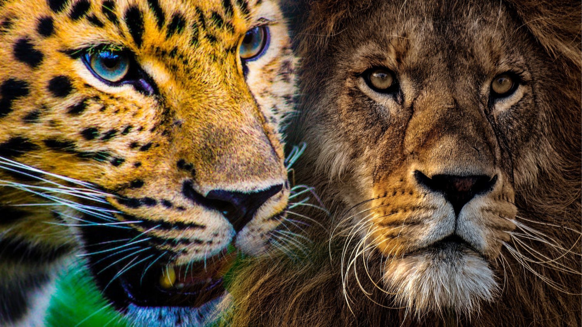 1920x1080 Lion Vs. Jaguar Analysis