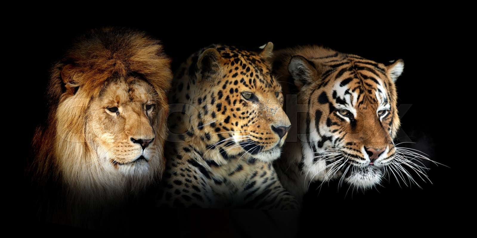 1600x800 Three big wild cats portrait leopard