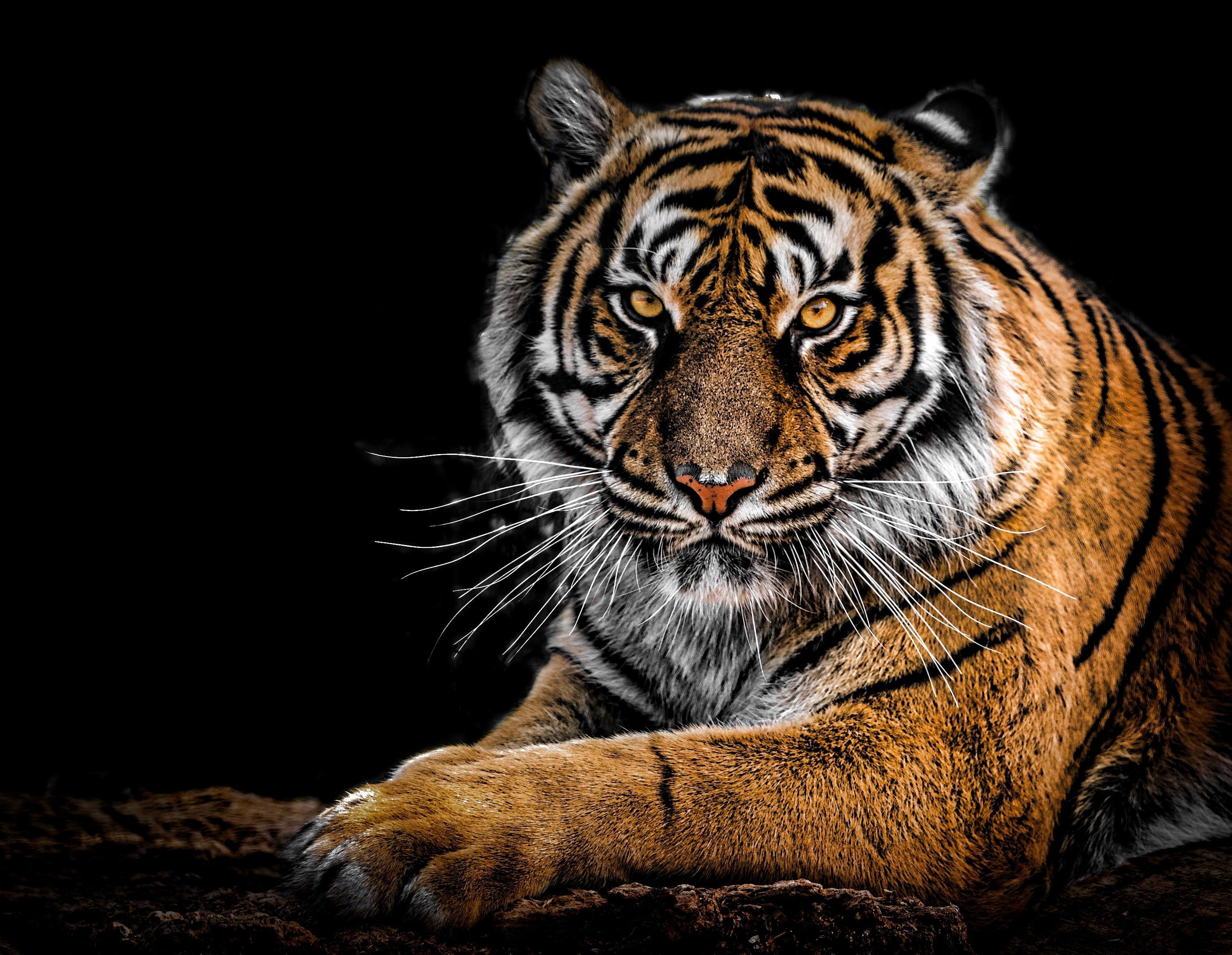 3047x2362 Tiger Lion Sleeping Black And White
