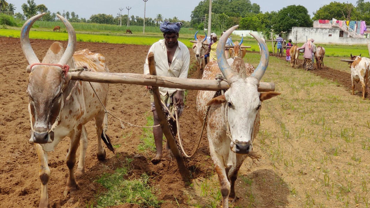 Bullock Cart Wallpapers Top Free Bullock Cart Backgrounds