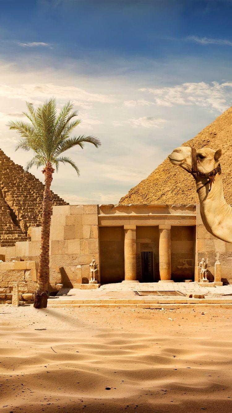 750x1334 Wallpaper Cairo, pyramid, camel, sands, palm tree, sun