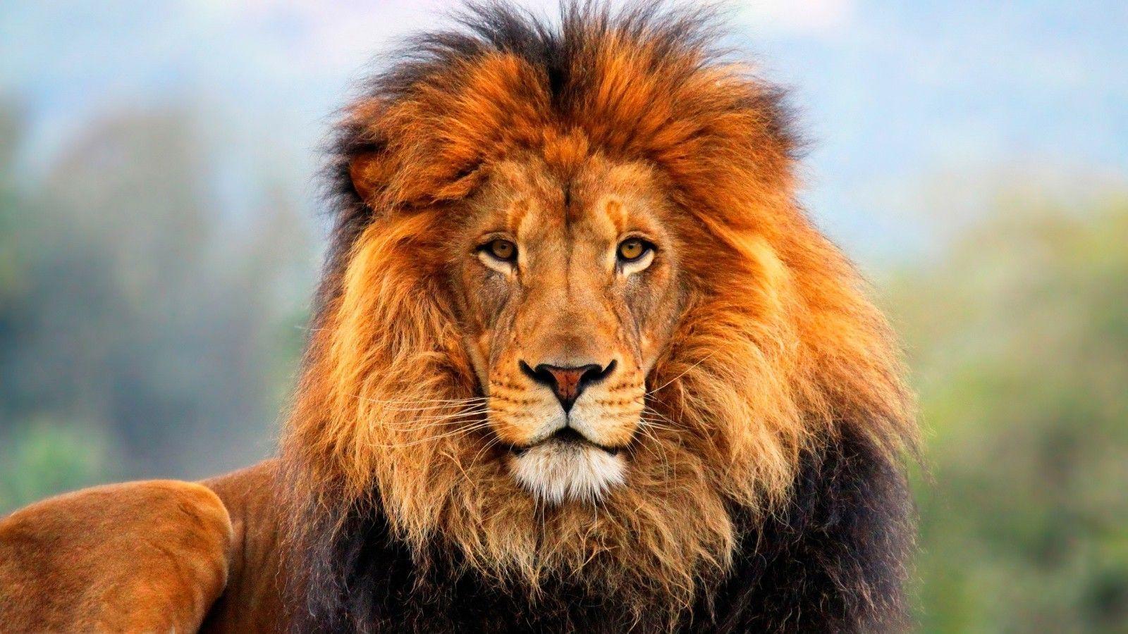 1600x900 Amazing Lions Wallpaper (19 Wallpaper)