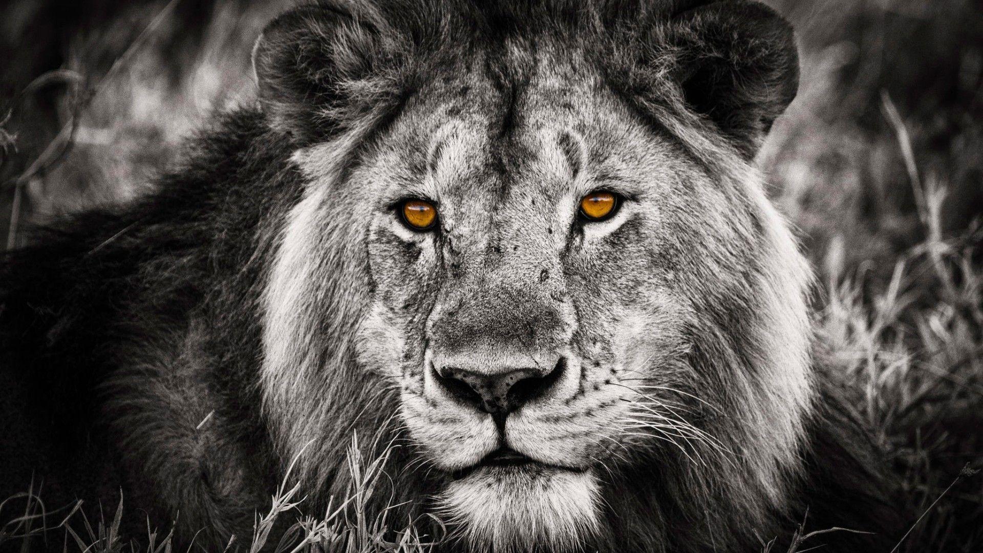 Black and White Lion Wallpapers - Top Free Black and White Lion