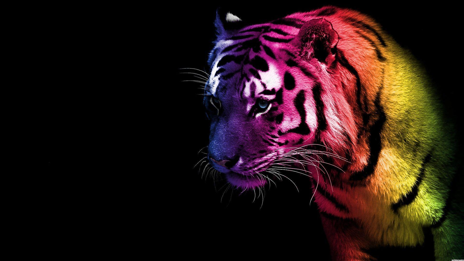 Colorful Tiger Wallpapers Top Nh Ng H Nh Nh P