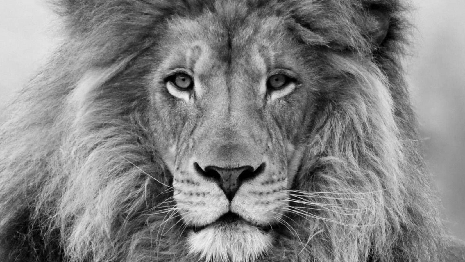 Black and White Lion Wallpapers - Top Free Black and White Lion Backgrounds - WallpaperAccess