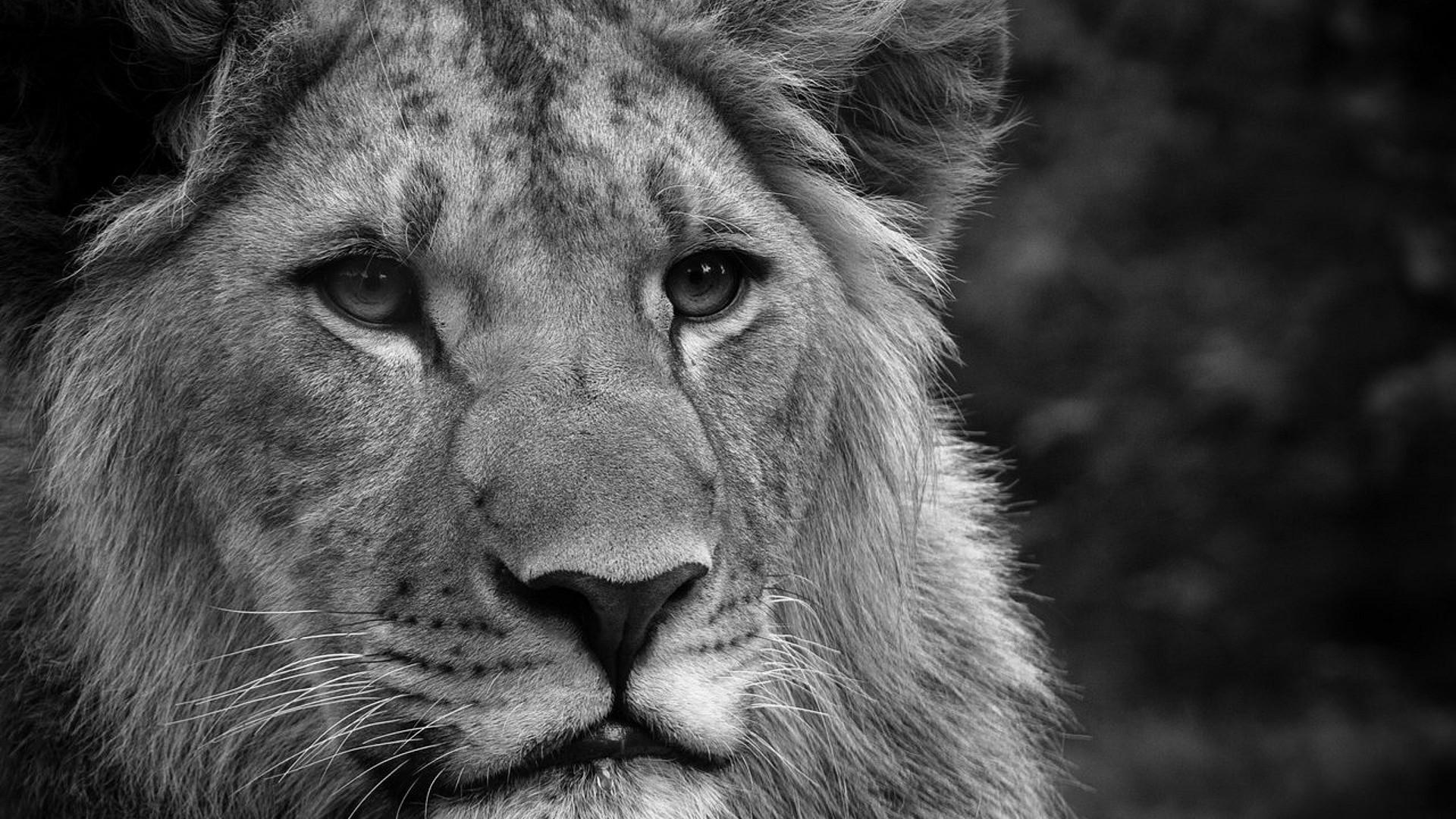1920x1080 Black White Lion Wallpaper