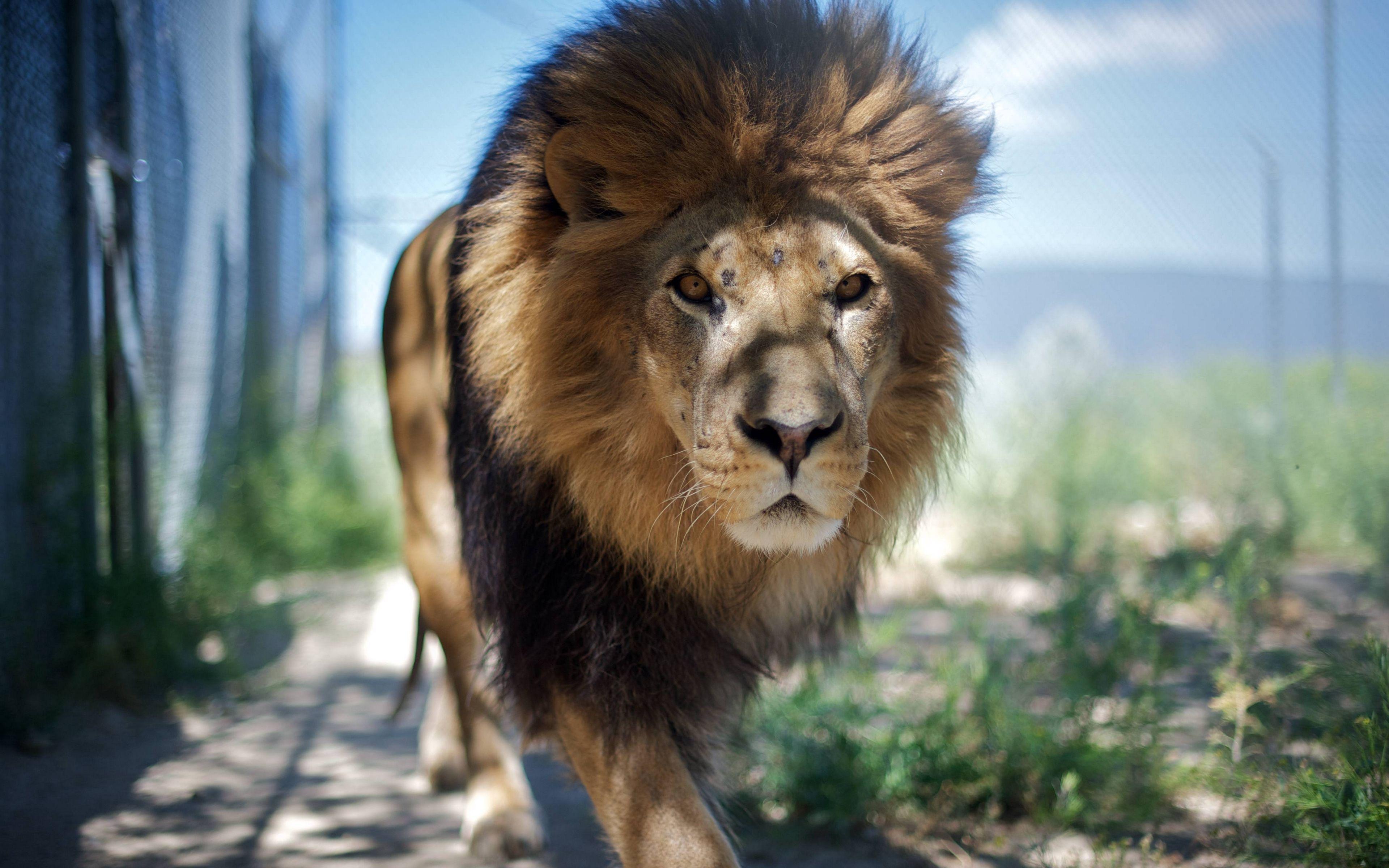 3840x2400 3840x2400 lion wallpaper HD. lion.