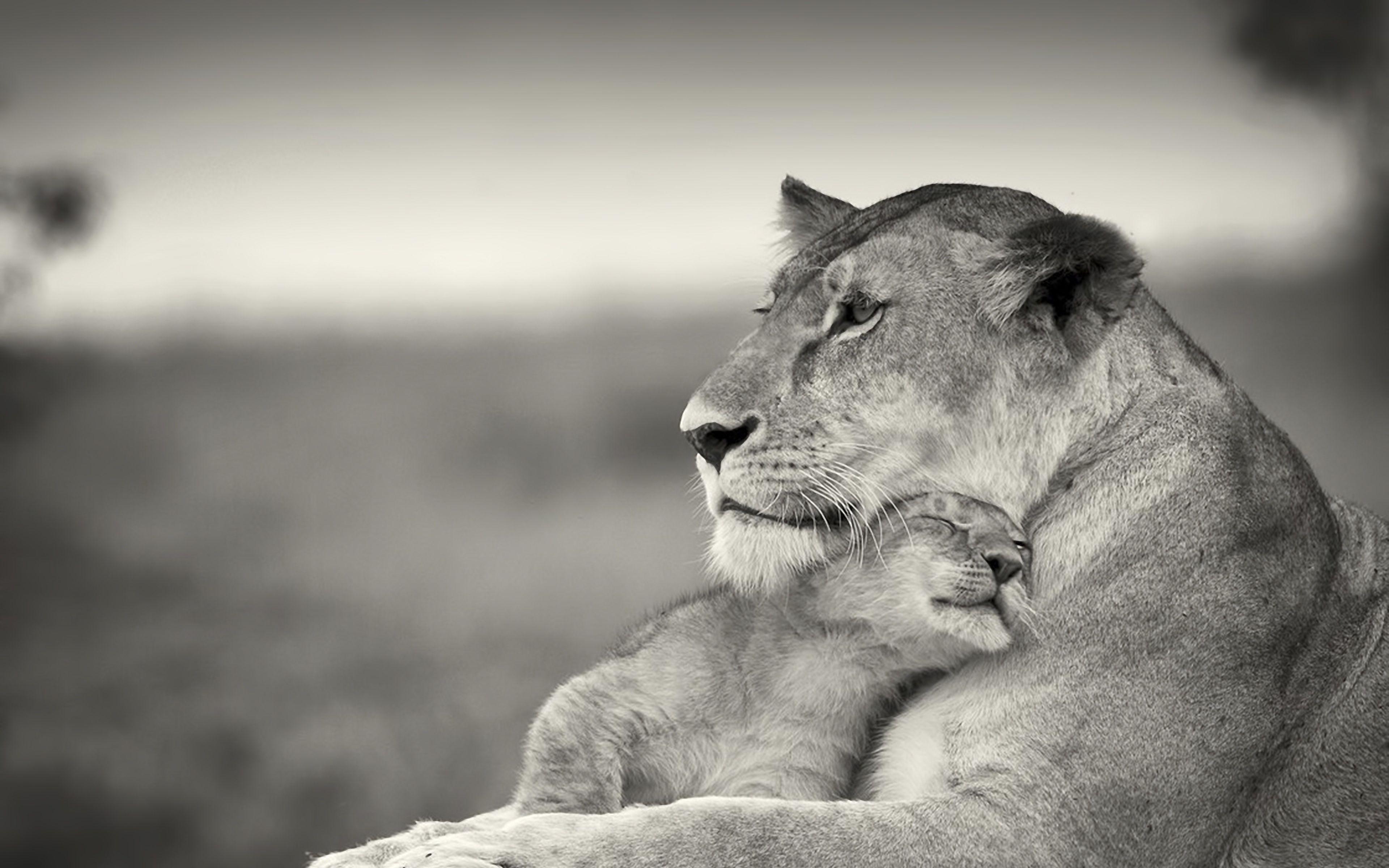 3840x2400 Lion wallpaper black and white Gallery