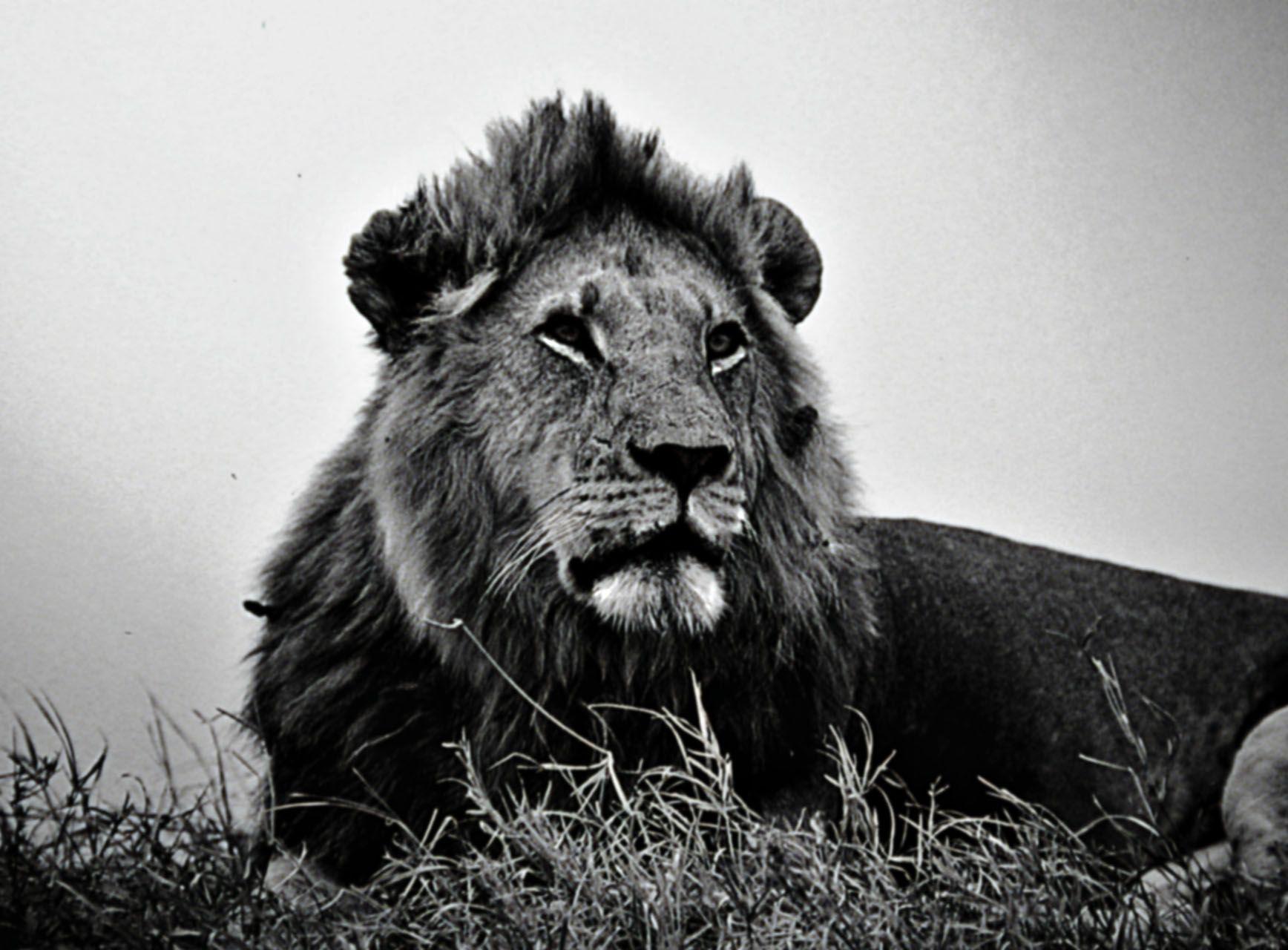 1736x1280 Black and White Lion Wallpaper
