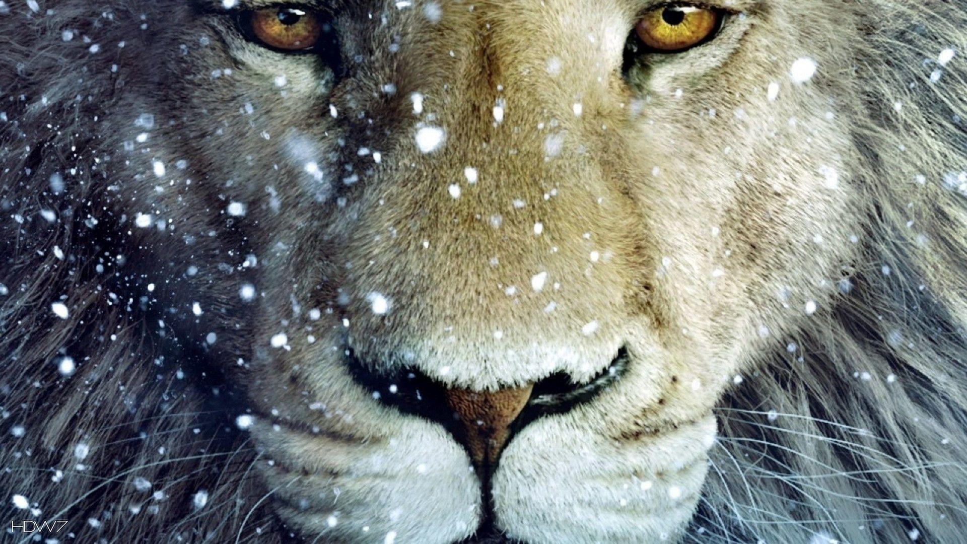 1920x1080 Wallpaper of White Lion