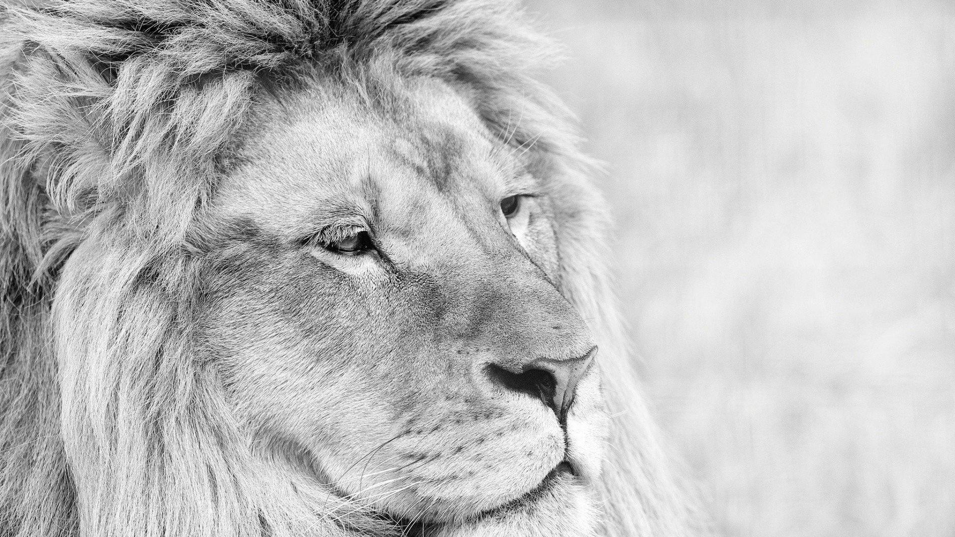 Black and White Lion Wallpapers - Top Free Black and White Lion