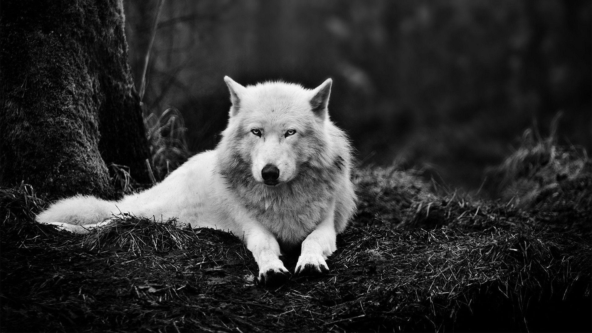 1920x1080 Wolf Wallpaper Wallpaper 1920×1080 Wolves HD Wallpaper (45 Wallpaper). Adorable Wallpaper. Wolf wallpaper, Animal wallpaper, White wolf