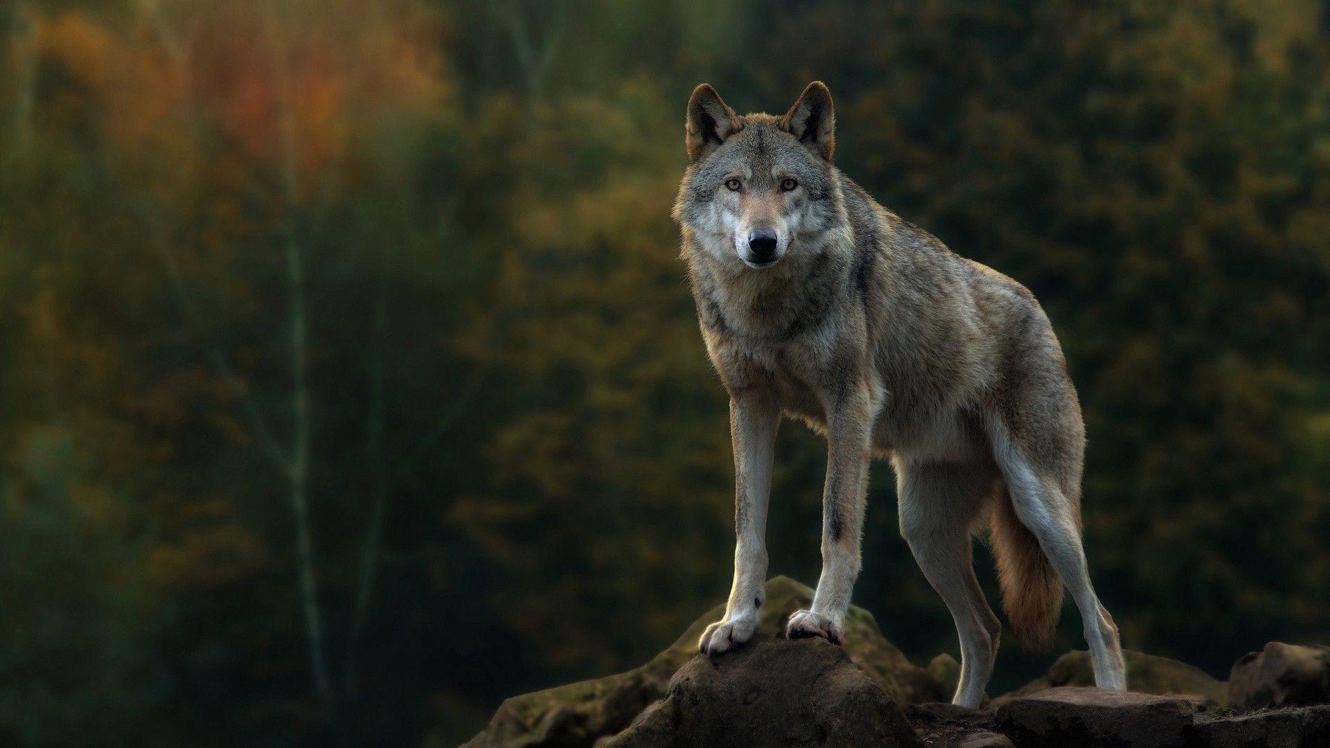 1920x1080 Wolf HD Wallpaperx1080