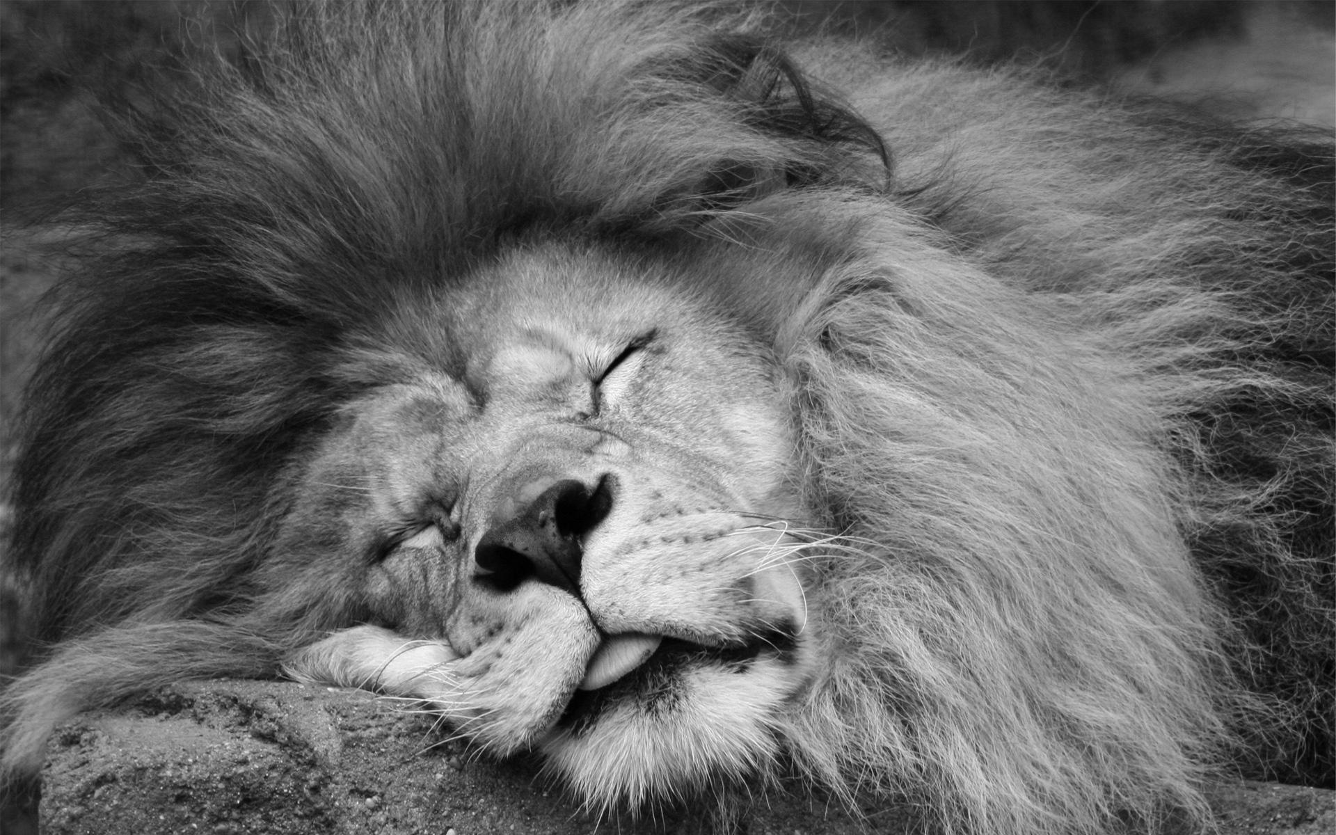 1920x1200 White Lion HD Wallpaper 1920×1080